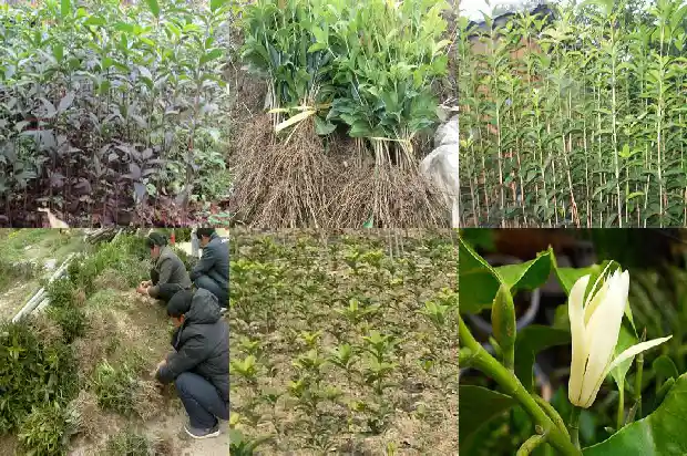 家里种桂花树好吗风水1681868912736