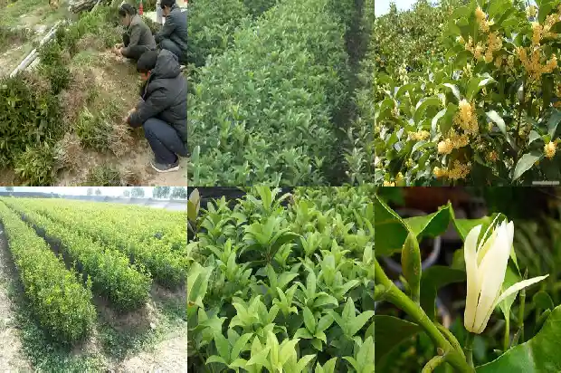 桂花树适合种在家里吗风水好吗1681868997877