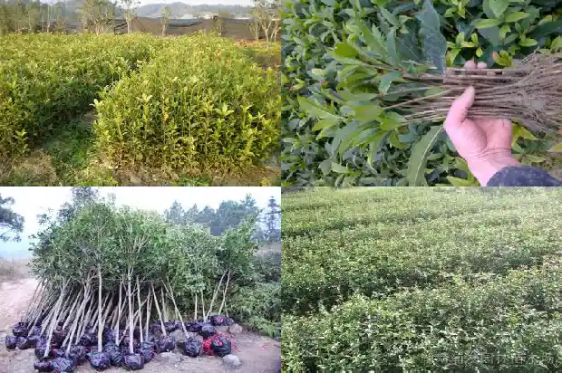 桂花树适合种在家里吗北方1681869076257