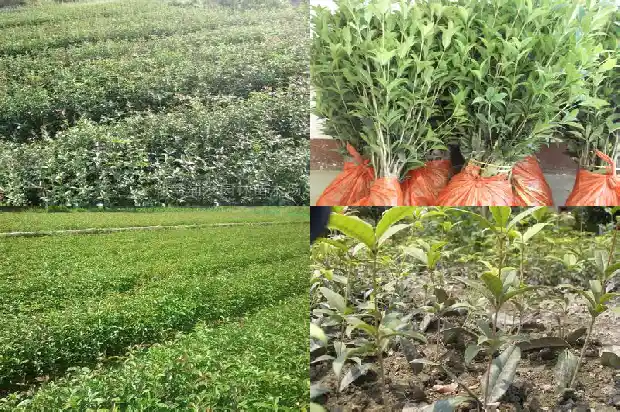 桂花树适合种在家里吗北方1681869076305