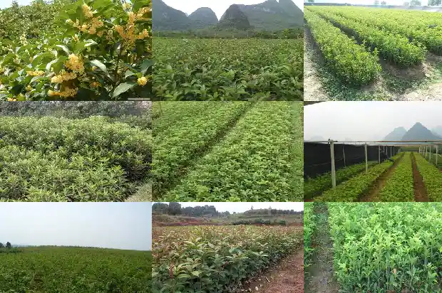 桂花树适合种在家里吗北方1681869076400