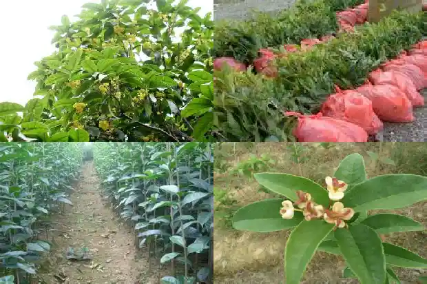 家里适合种植桂花树吗风水1681869154425