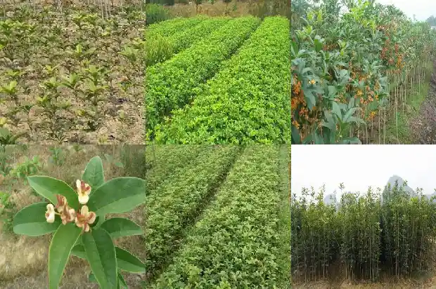 家里适合种植桂花树吗风水1681869154473