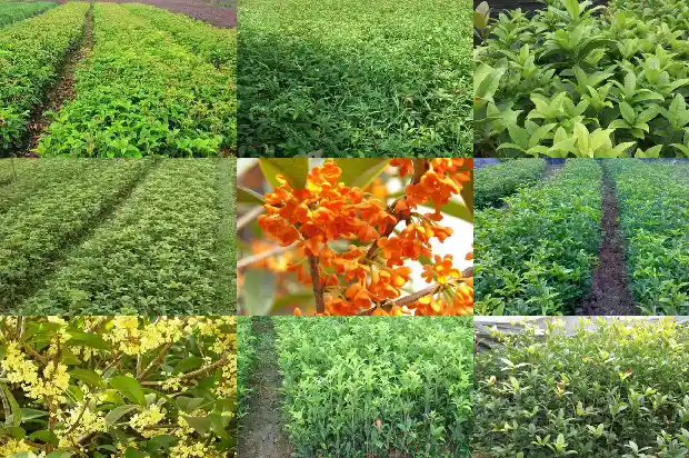 家里适合种植桂花树吗风水1681869154520