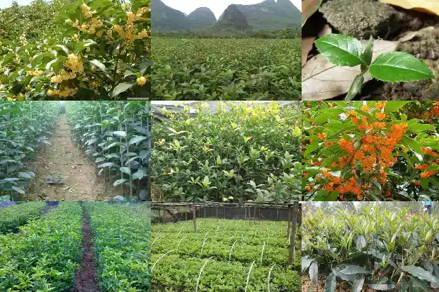 室内种植桂花树好不好1681869230692