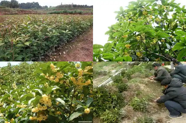 河南桂花树苗批发1689985780724
