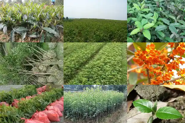 桂花茶的功效有哪些呢1689381061471