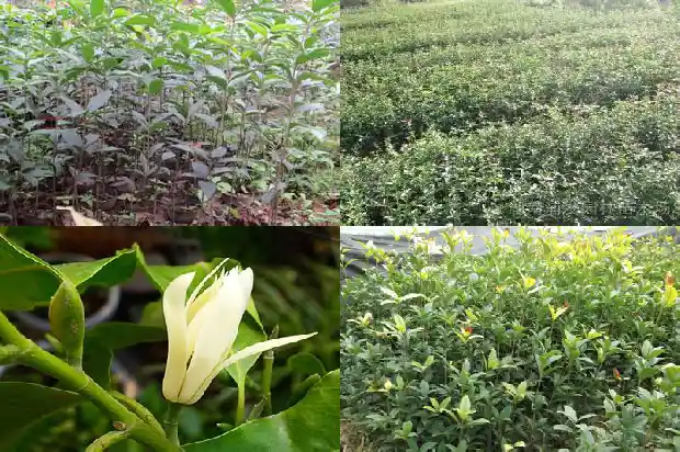 家里适合栽桂花树吗风水好吗1681869317414