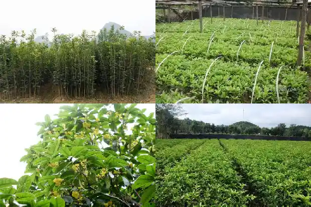 家里适合栽桂花树吗风水好吗1681869317462