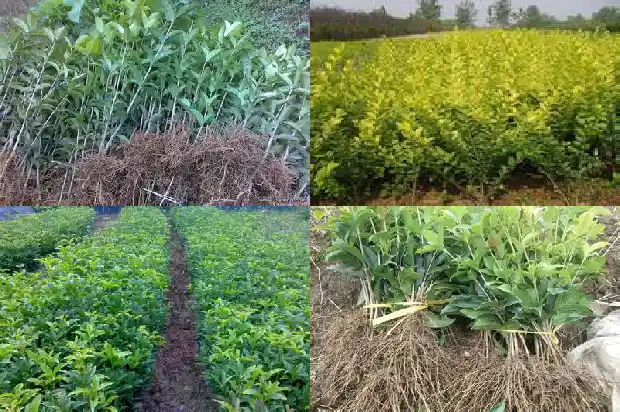 家里适合栽桂花树吗风水好吗1681869317510