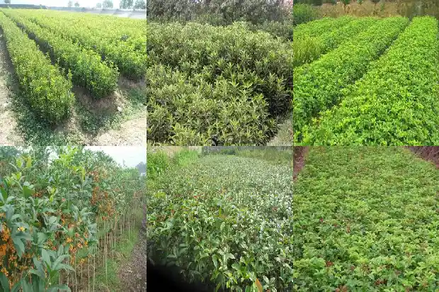 家中适合种桂花树吗1681869392608
