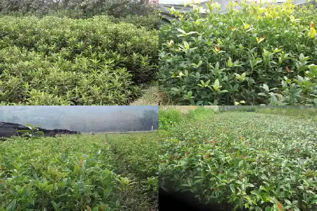 家中适合种桂花树吗1681869392655