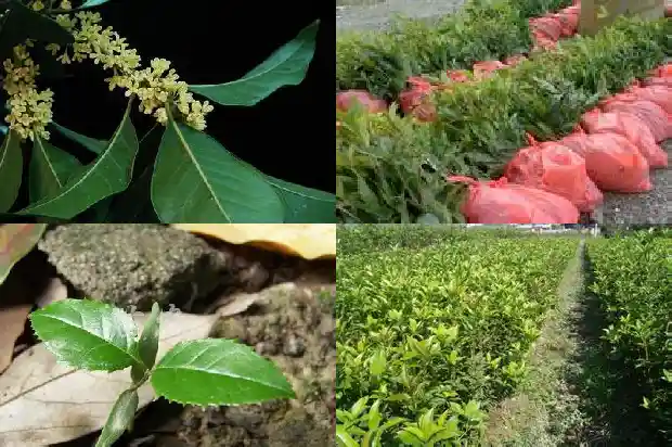 家中适合种桂花树吗1681869392703