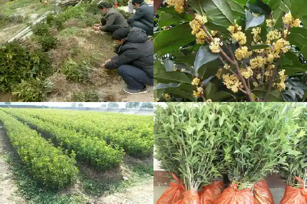 桂花树种在院子里哪个方位好1681869475436