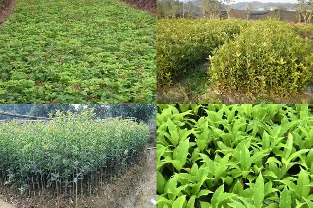 桂花树种在院子里哪个方位好1681869475532