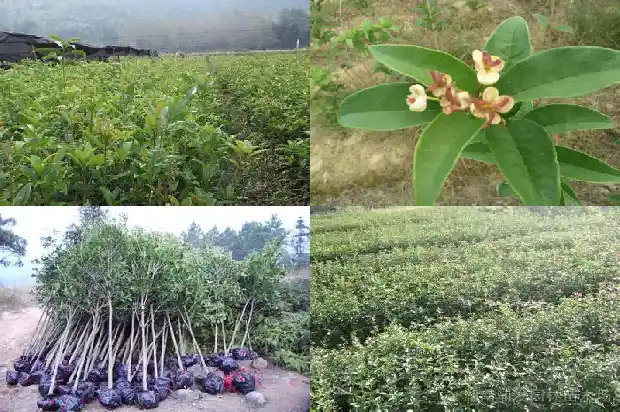 桂花树种在院子里什么位置风水好点呢1681869556797