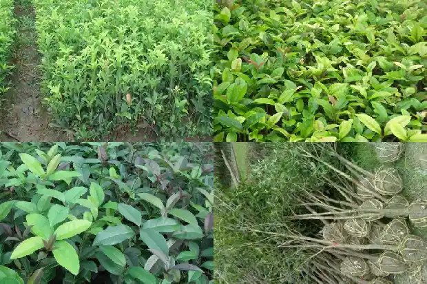 桂花树种在家门口好不好1681869633276