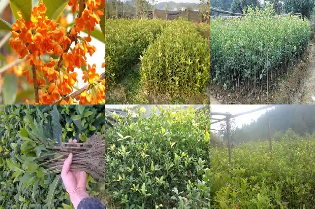 桂花树种在什么位置合适1681869713541