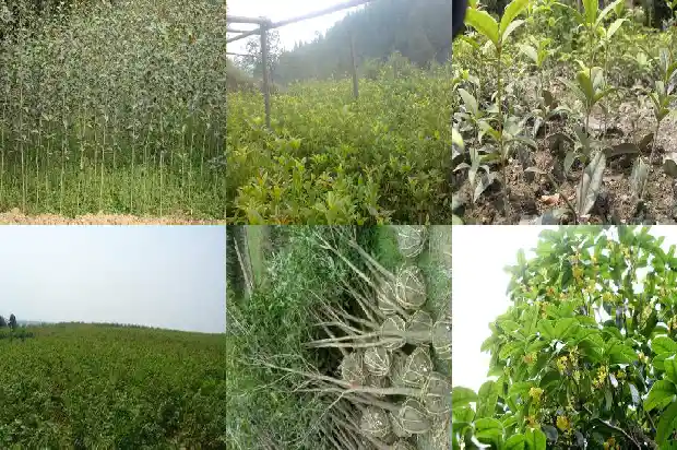 桂花树种在什么位置合适1681869713589