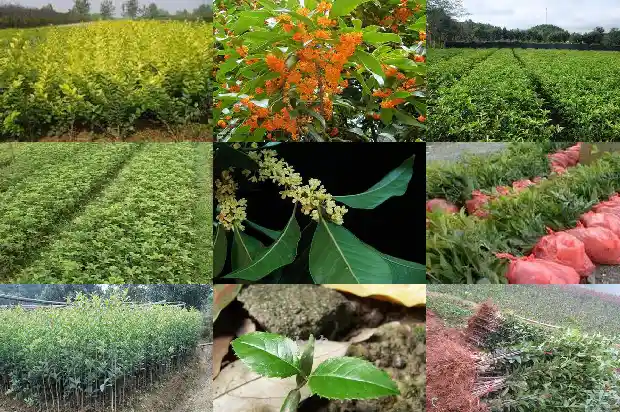 桂花树种在房子什么位置风水好一点1681869792545