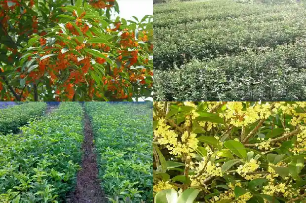 种哪种桂花树好1681869866611