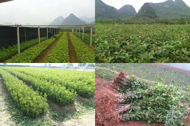 种哪种桂花树好1681869866658