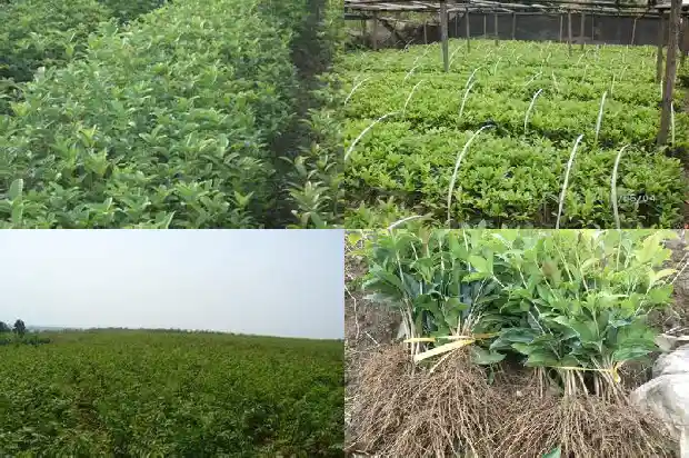 啥样的桂花树好1681869946470