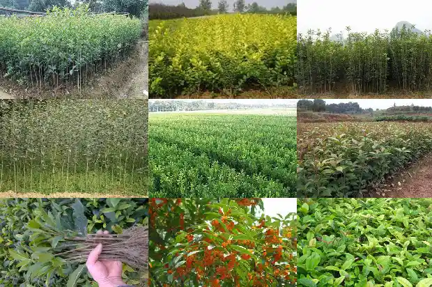 啥样的桂花树好1681869946518