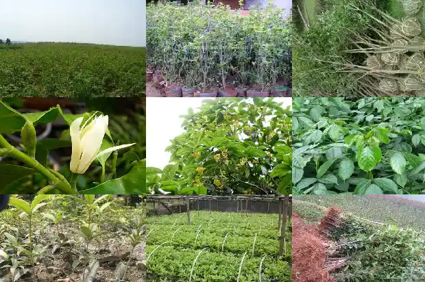 啥样的桂花树好1681869946566