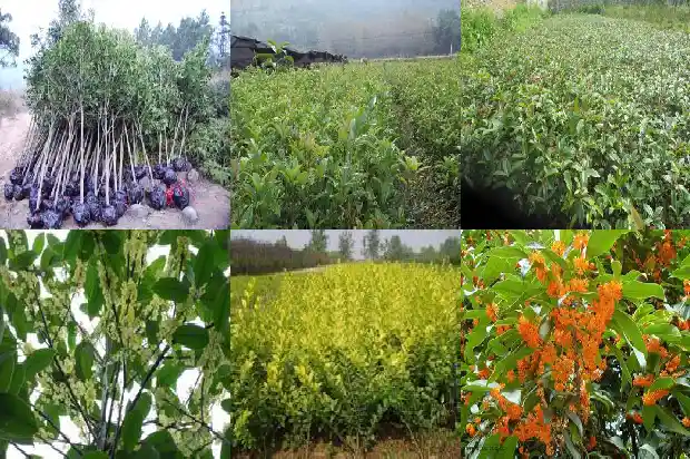 啥样的桂花树好1681869946614