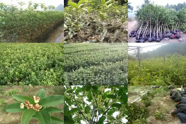 几月载桂花树最好1681870023959