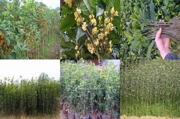 几月载桂花树最好1681870024004