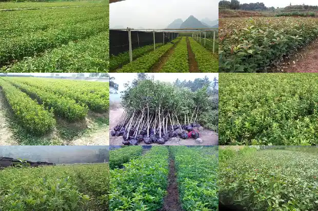 几月载桂花树最好1681870024051