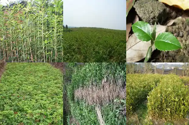 几月载桂花树最好1681870024098
