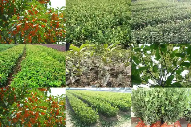 10公分的桂花树价格是多少钱一棵1690158076100