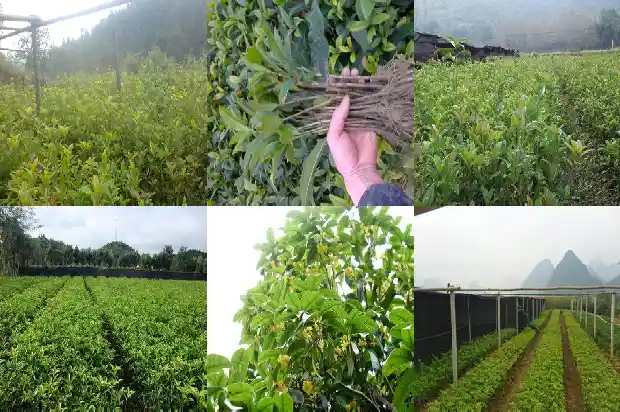 桂花乌龙茶和桂花茶的区别1689467644240