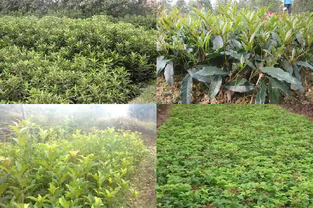 桂花药用价值和作用与功效及禁忌1689313532651