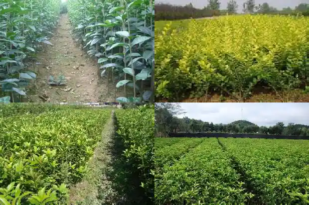 桂花树在院子外面好不好1681870617525