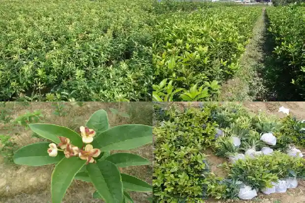 桂花树栽种在院子的东南角好吗1681870689513