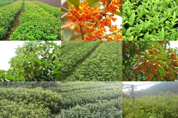 桂花树栽种在院子的东南角好吗1681870689560