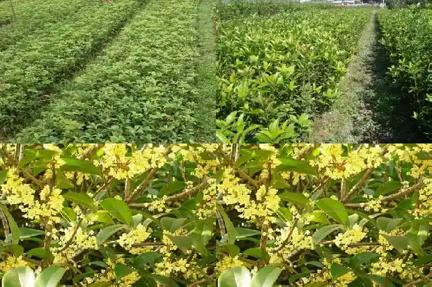 桂花树栽种在院子的东南角好吗1681870689606