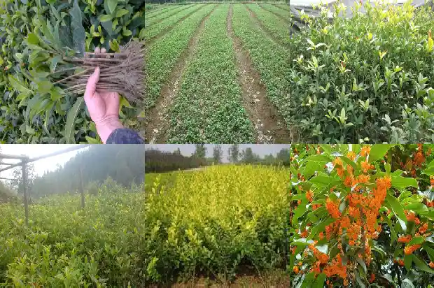 院子种桂花树最好位置1681870756809