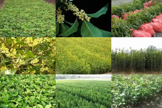 院子种桂花树最好位置1681870756857