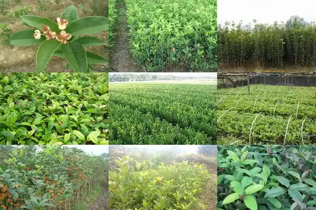 院子种桂花树最好位置1681870756904