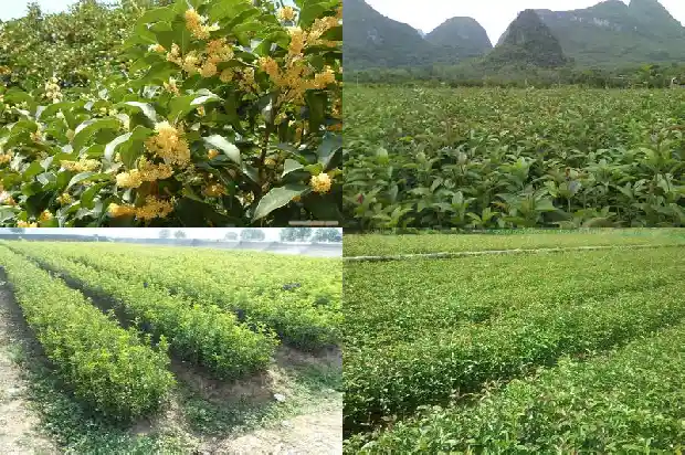 桂花树什么时间浇水1690849218964