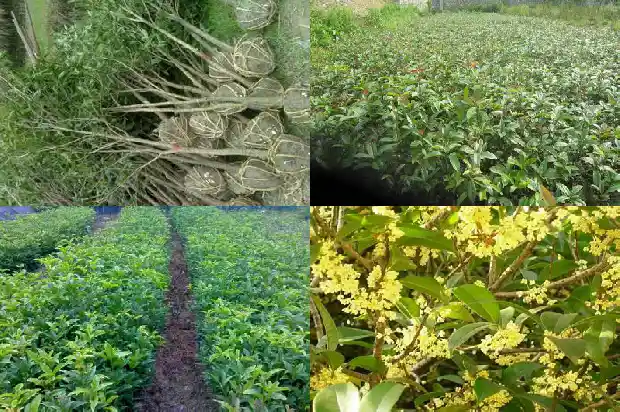 桂花树种在院子里的哪个位置好一点1681870955860