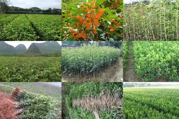 桂花树种在院子里的哪个位置好一点1681870955908