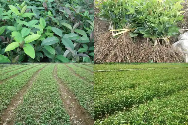 桂花树种在院子里的哪个位置好一点1681870955954