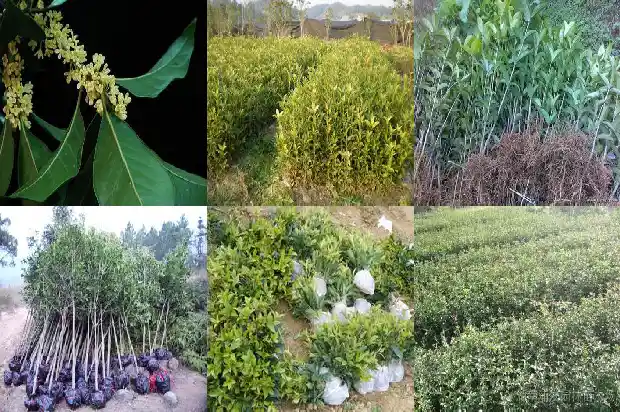 桂花树种在院子里的哪个位置好一点1681870956000