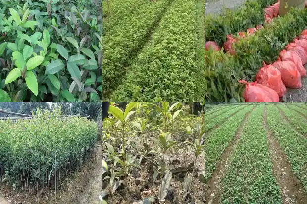 冬天喝桂花茶好不好1689467890546